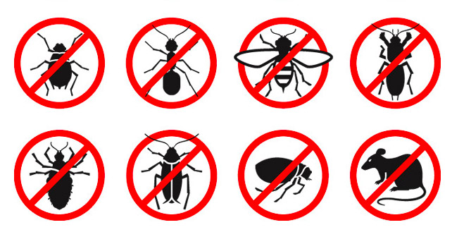 deratiseur insectes paris